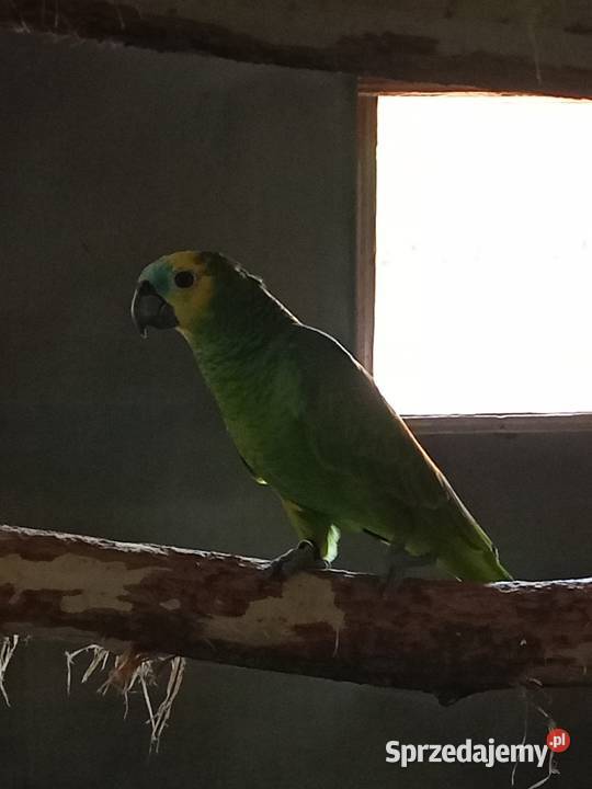 Sprzedam Amazonki Niebieskoczelne