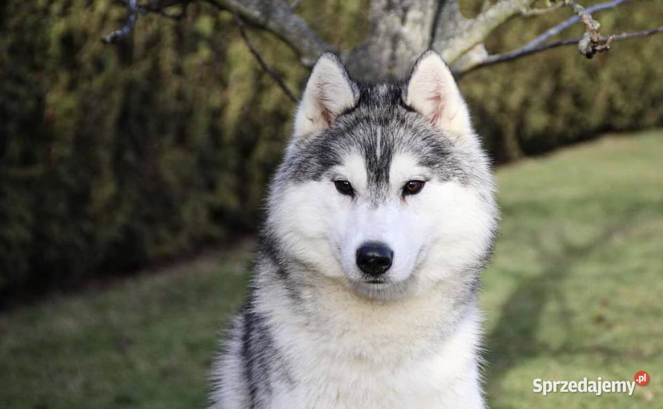 Szczeniak Siberian Husky ZKwPFCI Husky podkarpackie Rzeszów