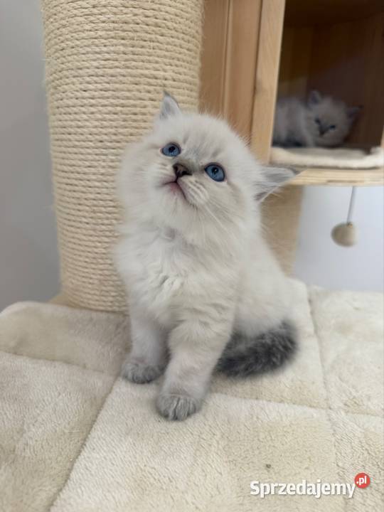 Neva Masquerade kocurki rodowód FPL Rzeszów