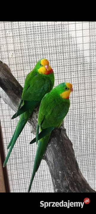 Samce samice 24 25 Chudów