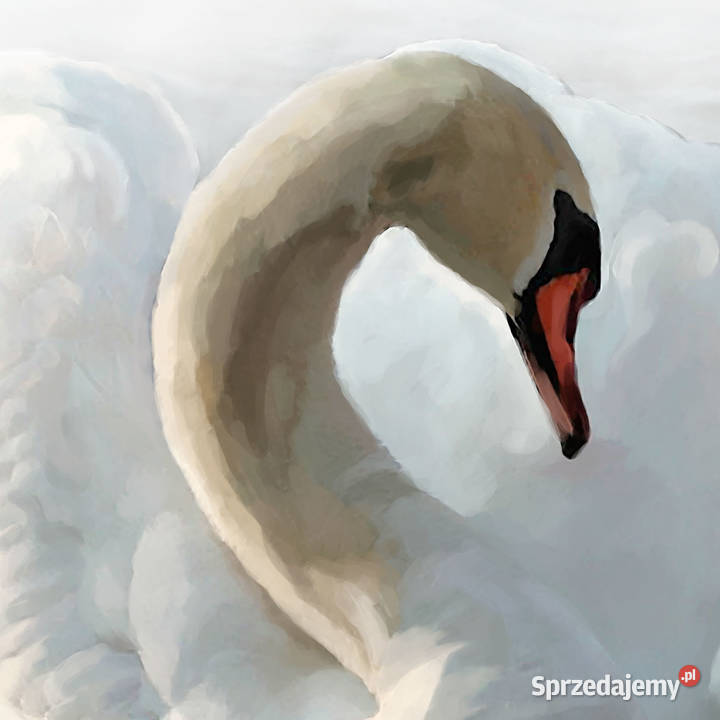 Obraz na płótnie Miłość łabędzia grafikiobrazy Ignatki sprzedam