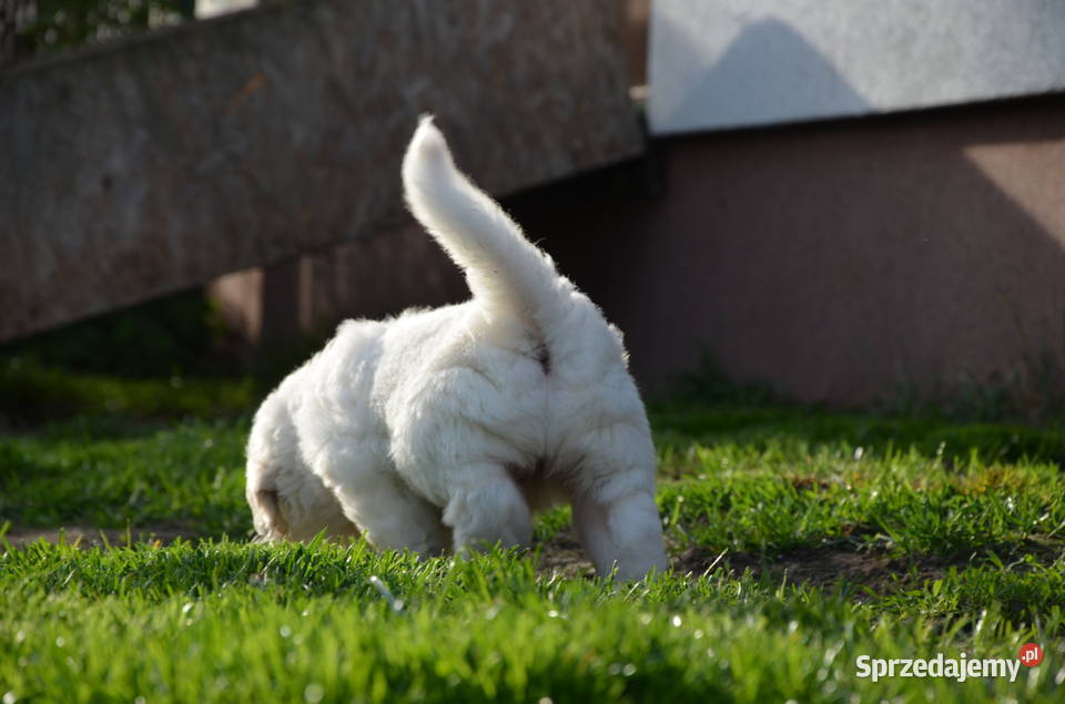 Polski Owczarek Podhalański ZKwPFCI Zwierzęta Kaźmierz