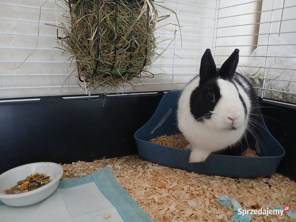 Sprzedam Królika Szczecin