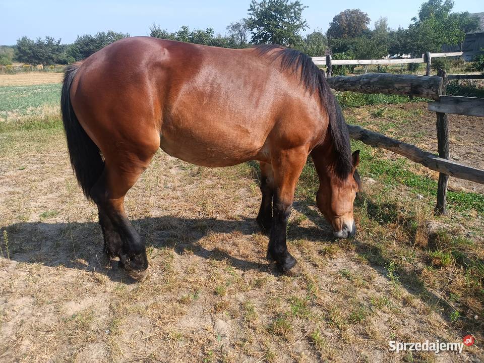 Źrebica PKZ Krasienin-Kolonia