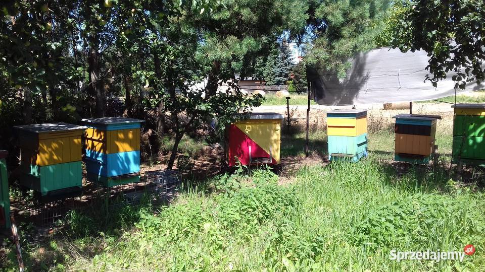 SPRZEDAM ULE WIELKOPOLSKIE Ślesin