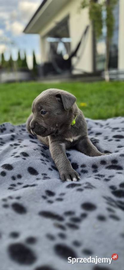 Szczenięta Cane Corso rodowodowe Bychawa
