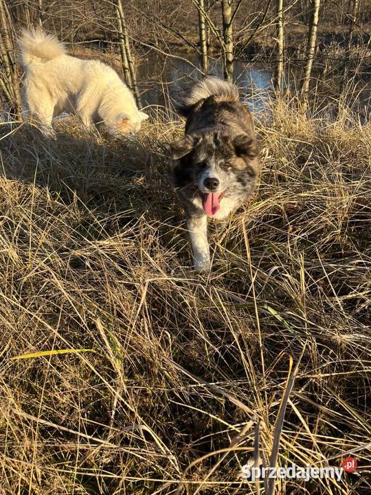 Ostatnia Japońska Akita Inu Okazja Międzychód