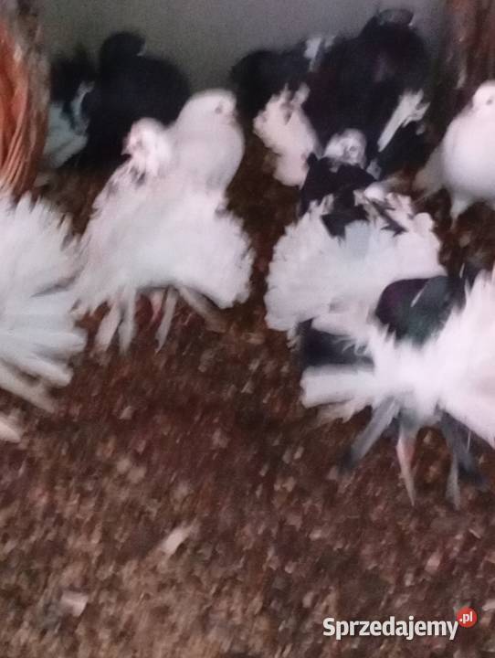 Gołebie pawie pawiki