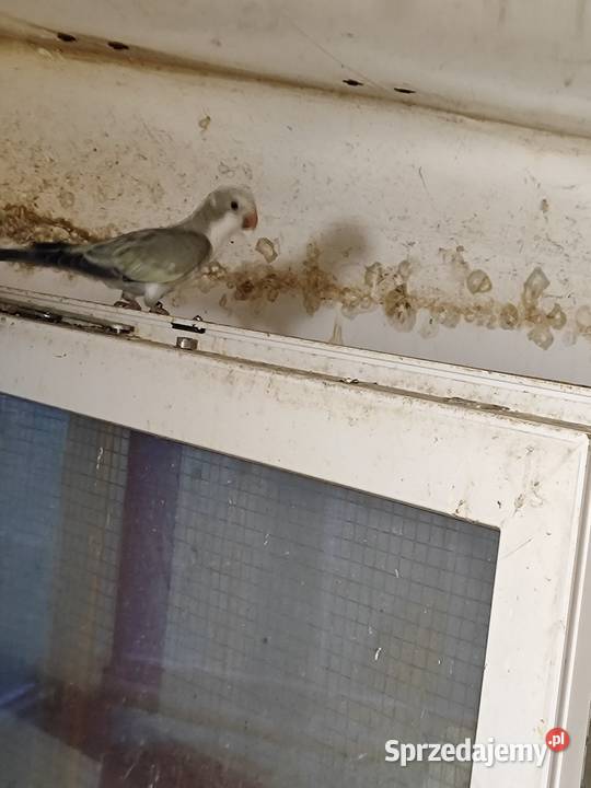 Mnichy nizinne Mała Wieś Dolna sprzedam