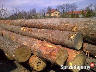 Kłody tartaczne sosna dąd świerk osika itp Parczew