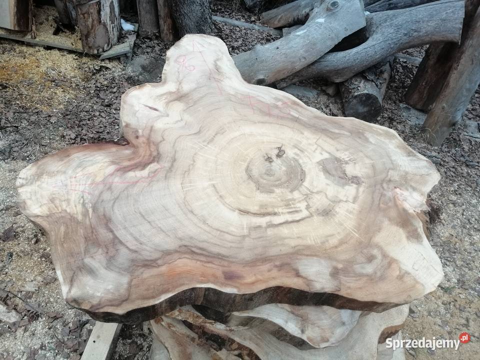 Stolik kawowy plaster wiązu 100 x 100 x7 Przysucha