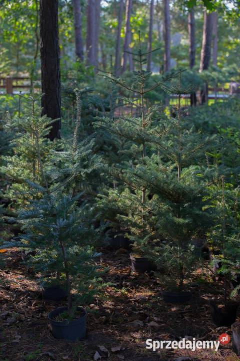 Jodła koreańska Abies koreana 150200 z gruntu