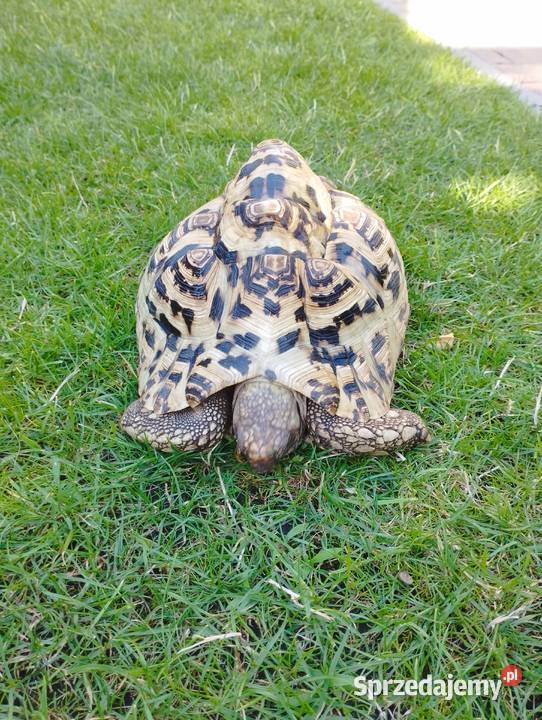 Żółw lamparci Stigmochelys pardalis Zwierzęta wielkopolskie Mosina