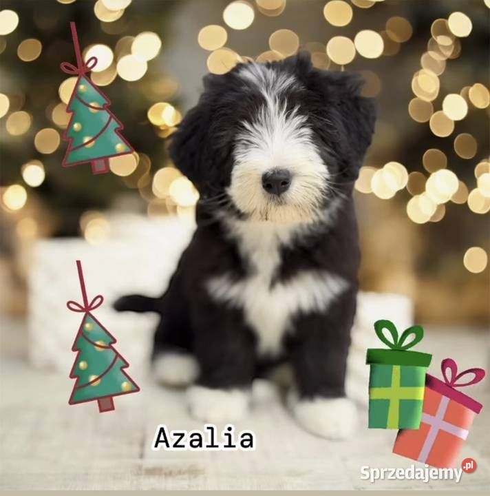 Bearded Collie FCI szczenięta Kalisz sprzedam