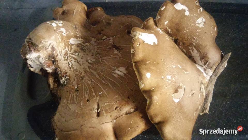 Grzyb prozdrowotny białoporek brzozowy Koszalin