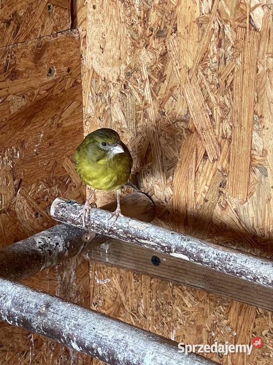 Kanarki podkarpackie