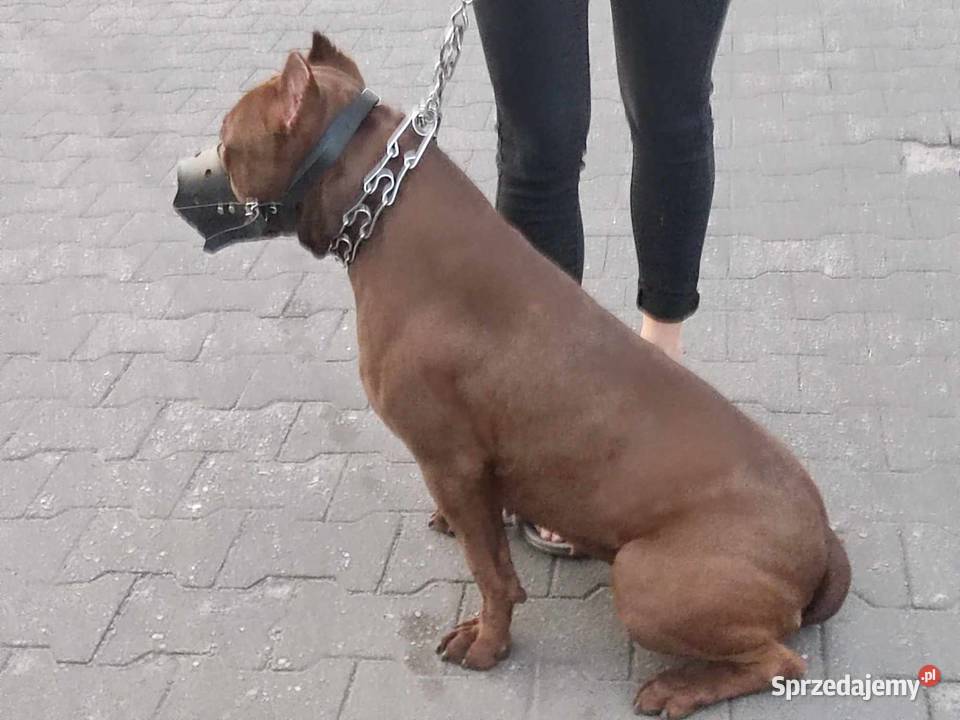 PitBull Red Nose Płock