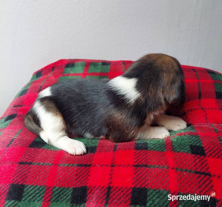 Szczeniaki rasy beagle piesek suczka Kraków
