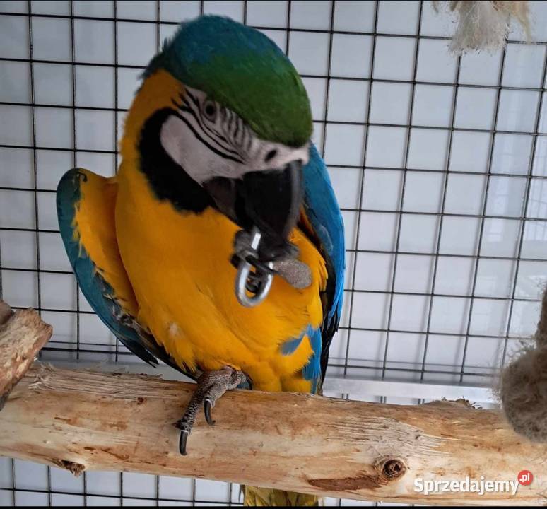 Sprzedam are araraune sprzedam