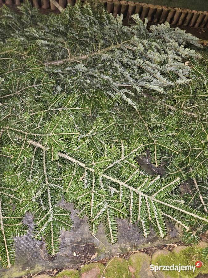 stroisz gałęzie jodłowe Kraków