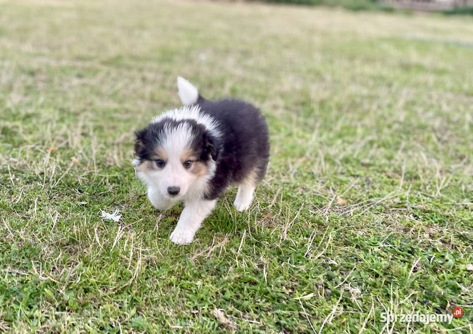 Border Collie suczka 2 świętokrzyskie Ostrowiec Świętokrzyski sprzedam