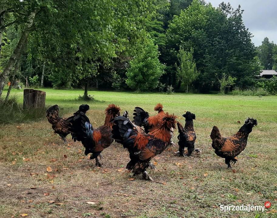 kury pawłowskie jaja lęgowe młode pomorskie Lisewiec