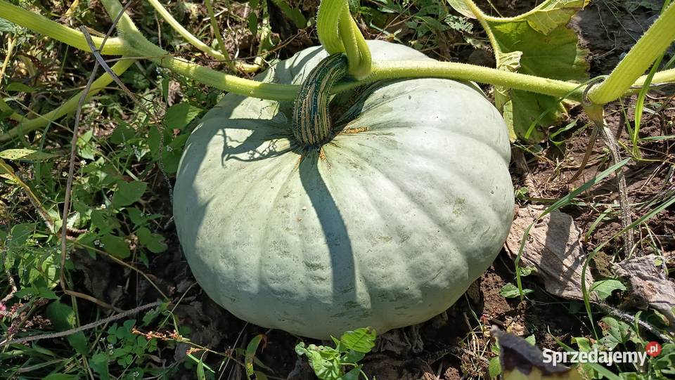 Dynia bez oprysków i nawozów Nelson Halloween Kołaczyce