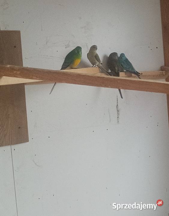 Papugi świergoty i inne Ptaki Bobrowa Wola sprzedam