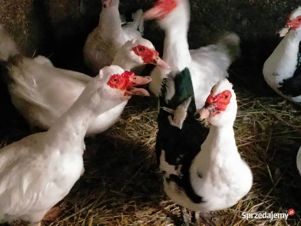 Kaczory Francuskie Gostkowo