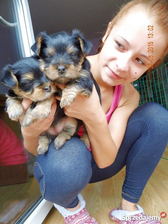 szczeniaki Yorki