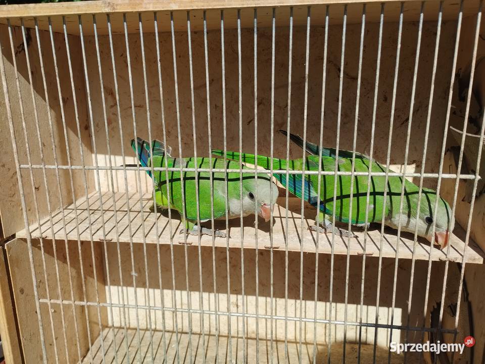 Papugi aleksandretty obrożne rozelle nimfy Mircze sprzedam