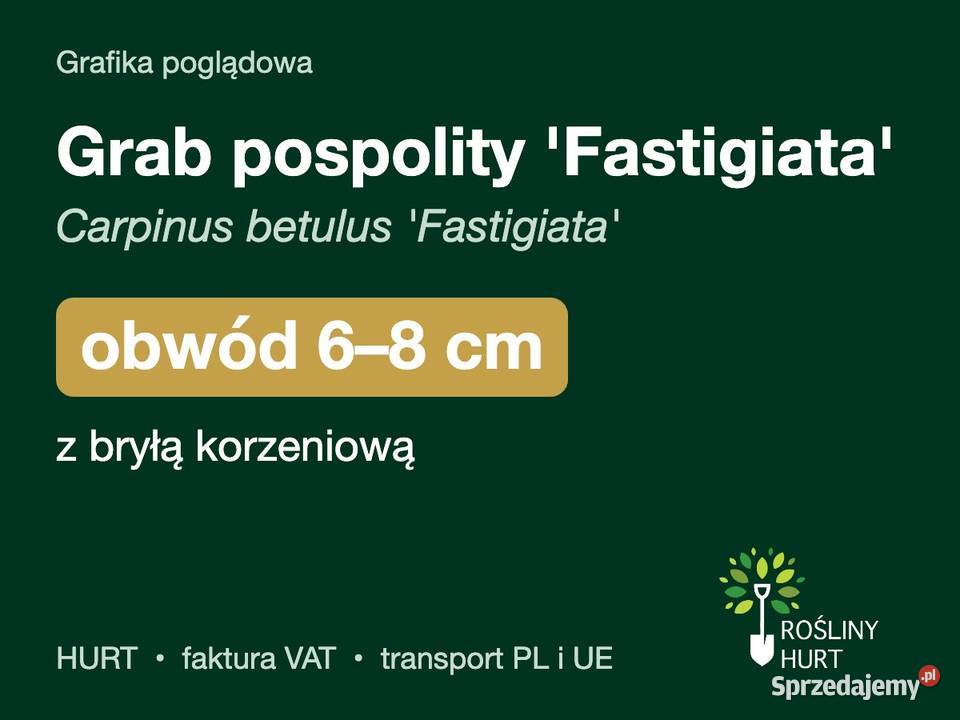 Grab pospolity Fastigiata obwód 68 z bryłą HURT