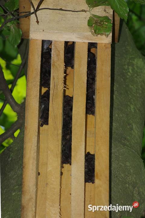 Budka nietoperzy szczelinowa rekomendowana OTON Lubsza sprzedam