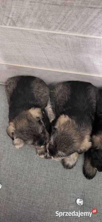 Sznaucer Miniaturowy suczki i pieski Przysucha