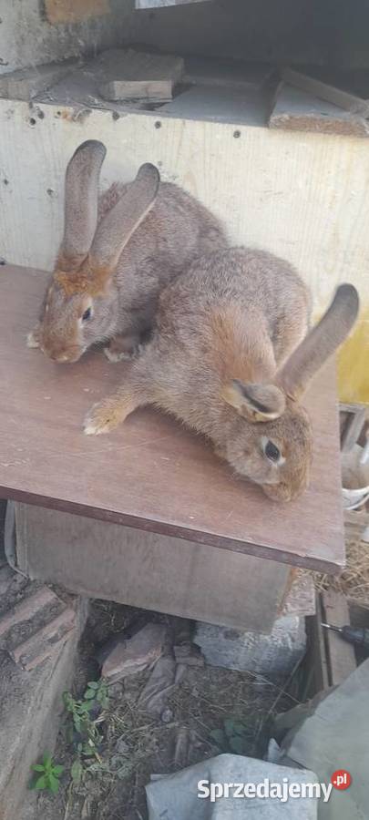 Kroliki mieszance mięsne