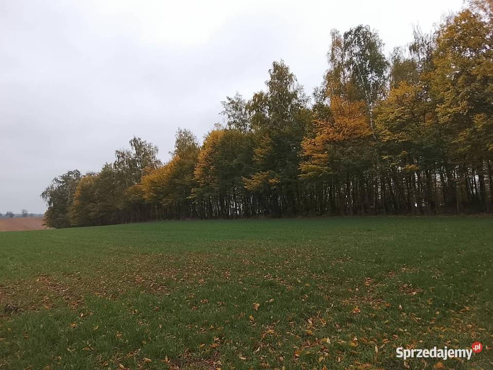 Drzewo na pniu Tomaszów Lubelski