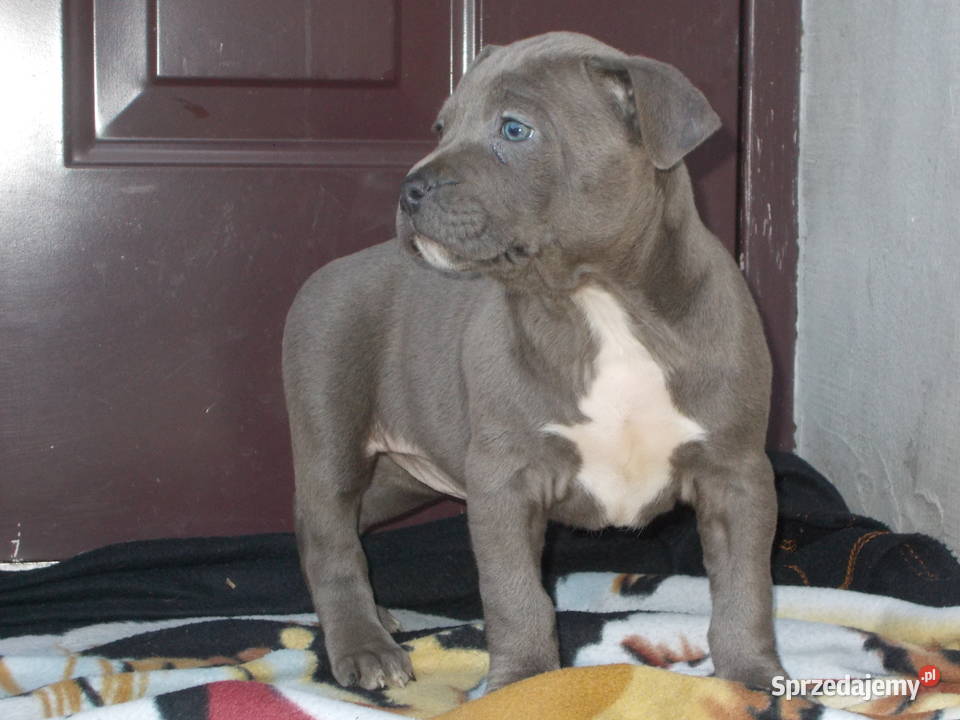 AmstaffBlue Suczki Płock