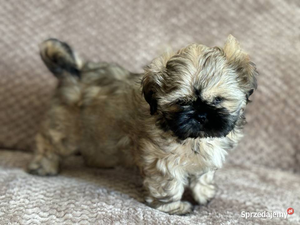Szczenięta shih tzu Korzeńsko sprzedam