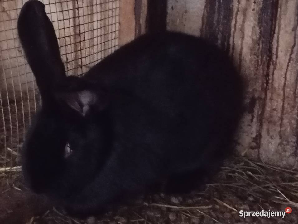 Króliki Srokacze Gryzonie Pokrzywnica