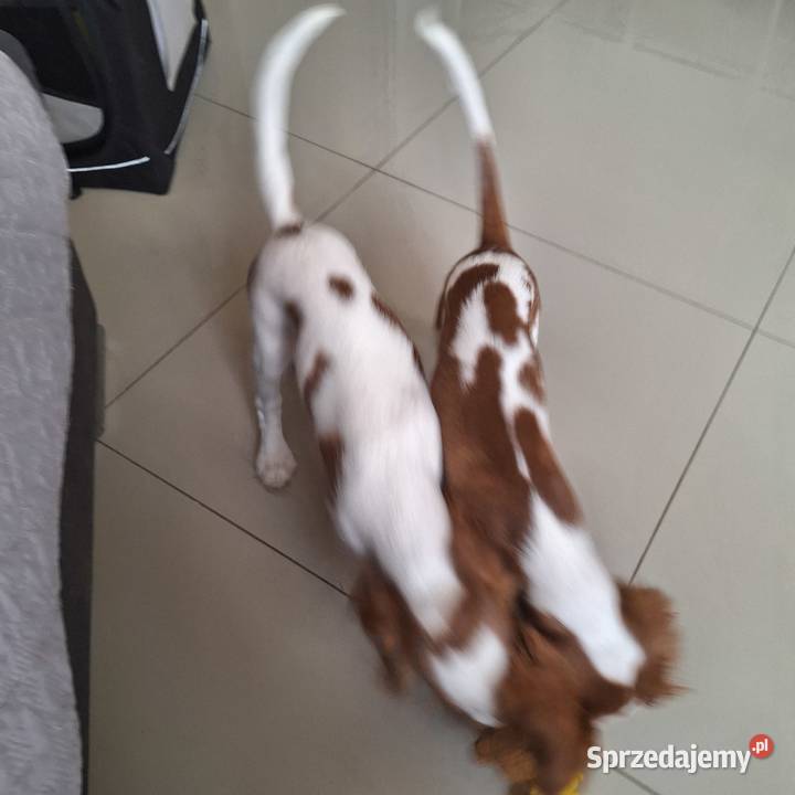 Cavalieki małe szukają domu pełnego miłości mazowieckie Płock