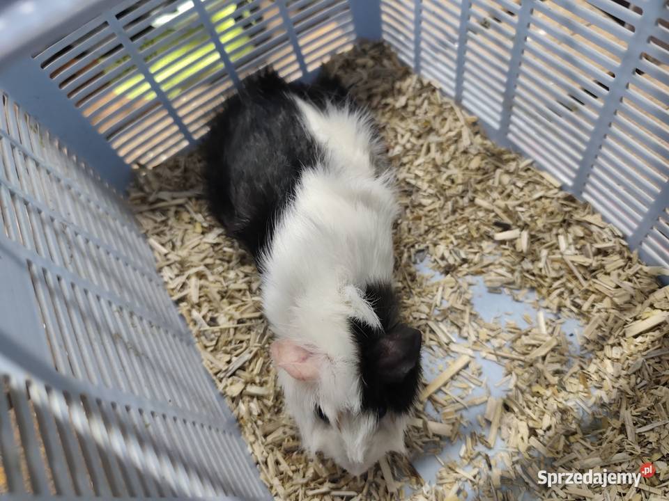 Świnka morska samica Dąbrowa Tarnowska sprzedam