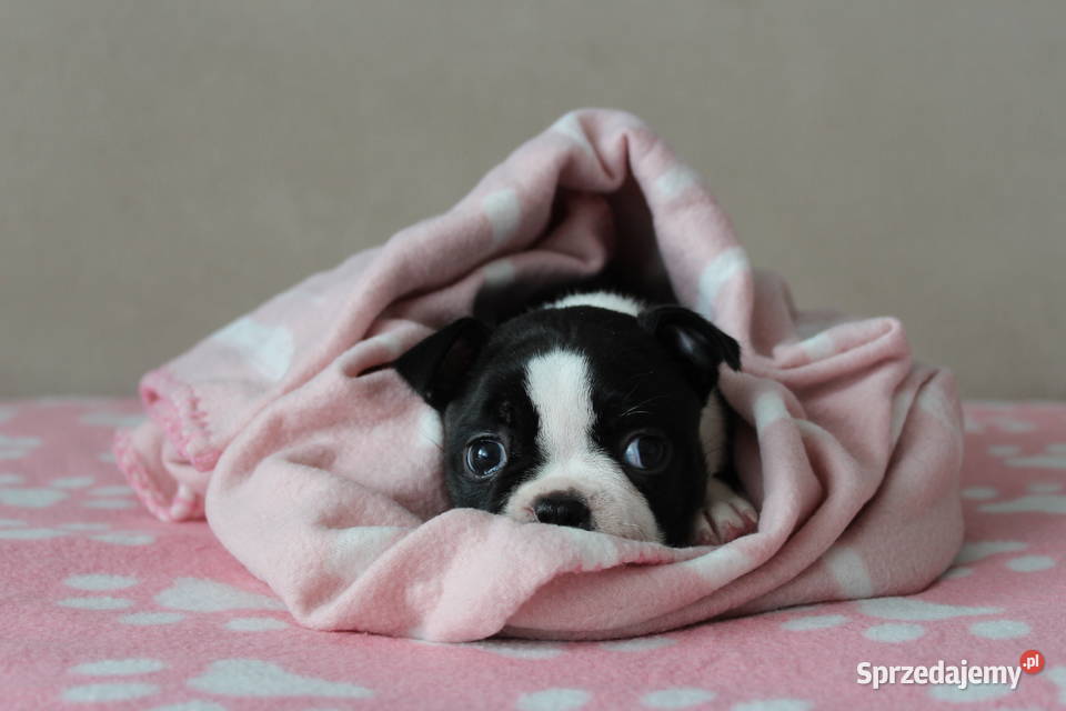 BOSTON TERRIER ZKwP DOMINO Don Chesa Lu Grande małopolskie sprzedam