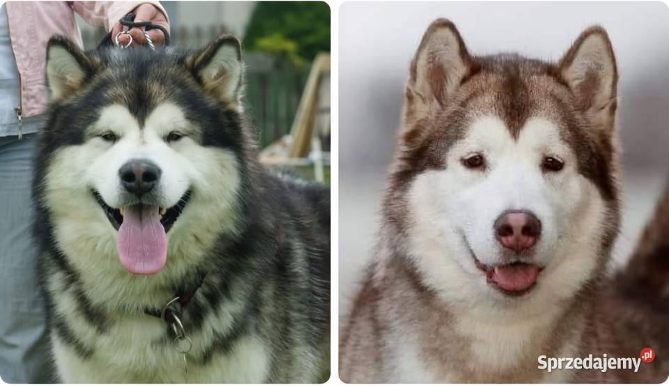 Alaskan Malamute pies odbiór listopad Arctic mazowieckie Wesoła