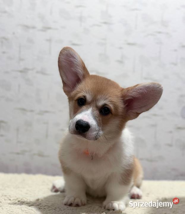 Welsh Corgi Szczeniaki Warszawa