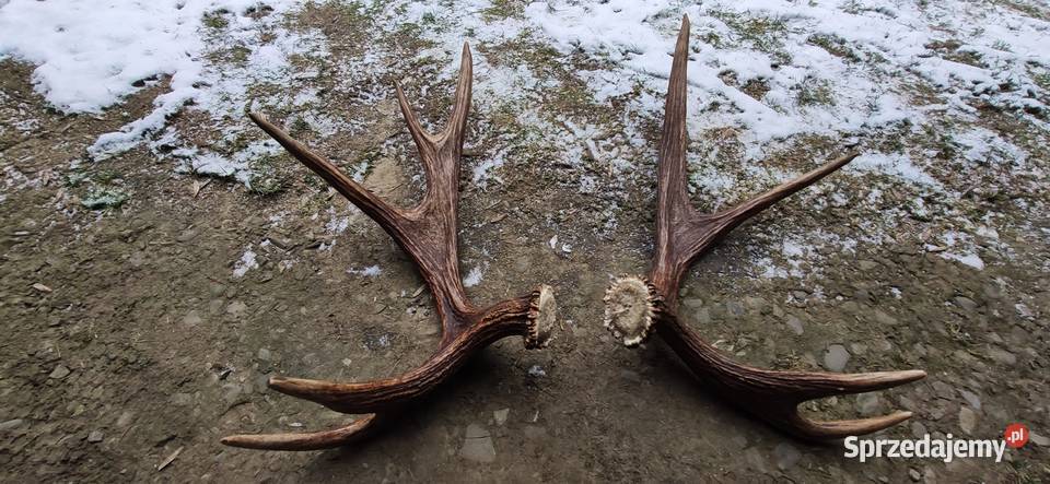 Poroże łosia para Pozostałe Brzozów