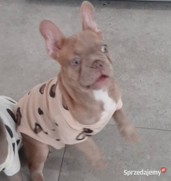 Buldog francuski piesek isabella Pabianice