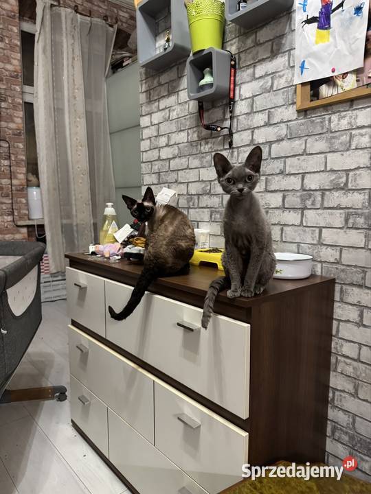 Kotka devon rex 15roku