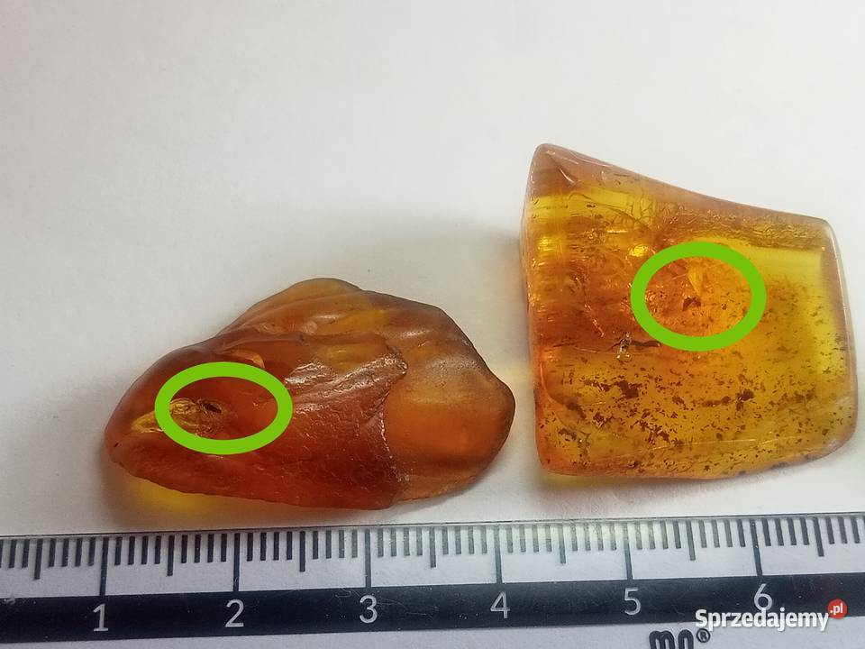 Cztery bursztyny bałtyckie z 5 owadami pomorskie Gdańsk