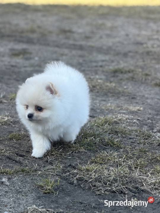 Szpic miniaturowy Pomeranian Gorzów Wielkopolski