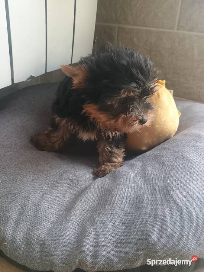 York Yorkshire terrier suczkamini York Radziejów